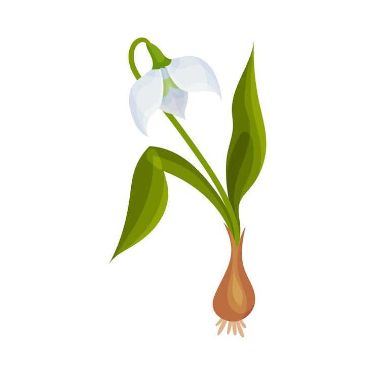 Vector galanthus o snowdrop con hojas lineales y una sola ilustración vectorial de flores en forma de campana caída