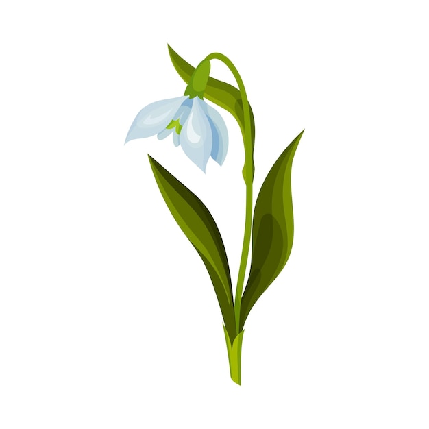 Galanthus o Snowdrop con hojas lineales y una sola ilustración vectorial de flores en forma de campana caída
