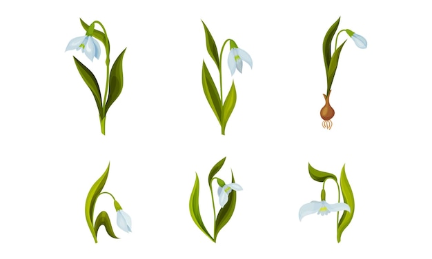 Galanthus o Snowdrop con hojas lineales y un solo conjunto vectorial de flores en forma de campana blanca caída