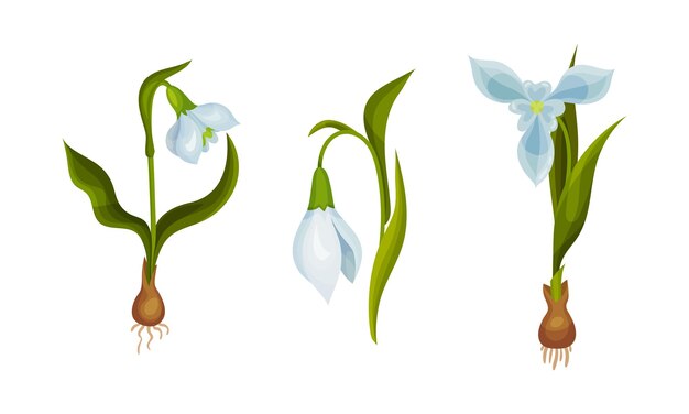 Galanthus o Snowdrop con hojas lineales y un solo conjunto vectorial de flores en forma de campana blanca caída