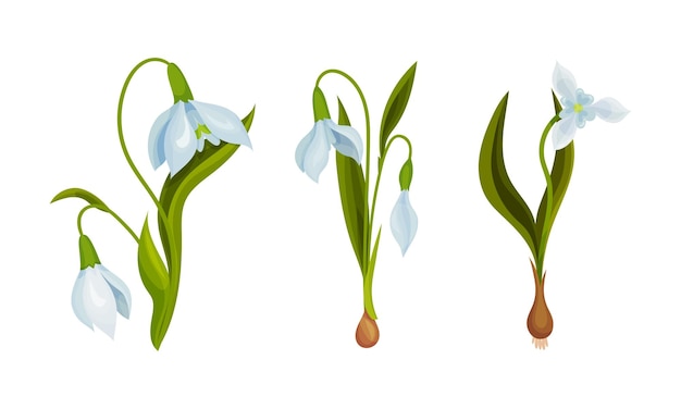 Galanthus o Snowdrop con hojas lineales y un solo conjunto vectorial de flores en forma de campana blanca caída