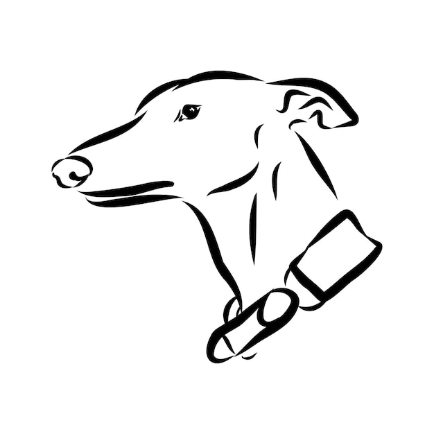Galgo español perro galgo blanco y negro