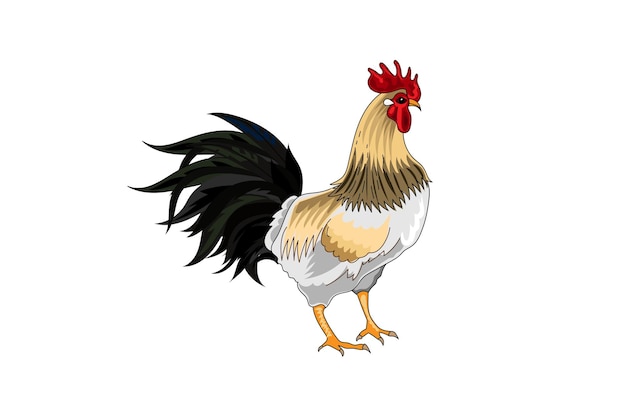 Un gallo con cola negra y cola negra se alza sobre un fondo blanco.