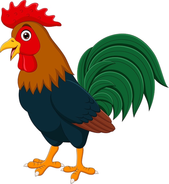 Gallo divertido de dibujos animados sobre fondo blanco