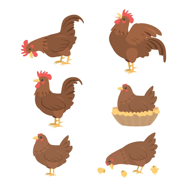 Gallo y gallina de dibujos animados, vector