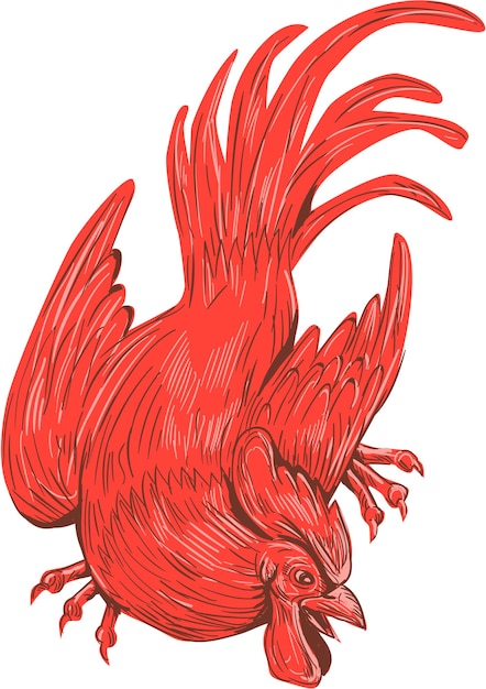 Gallo de pollo agazapado dibujo