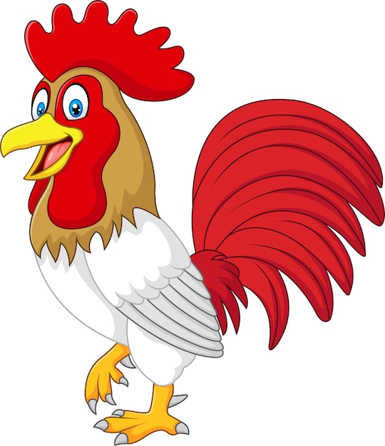 Gallo de pollo divertido de dibujos animados aislado sobre fondo blanco