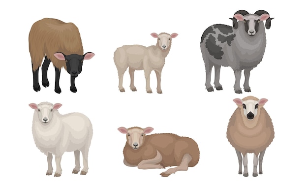 Ganado de granja con cuernos y pelaje de lana Conjunto vectorial de rebaños y rebaños Concepto de pastoreo