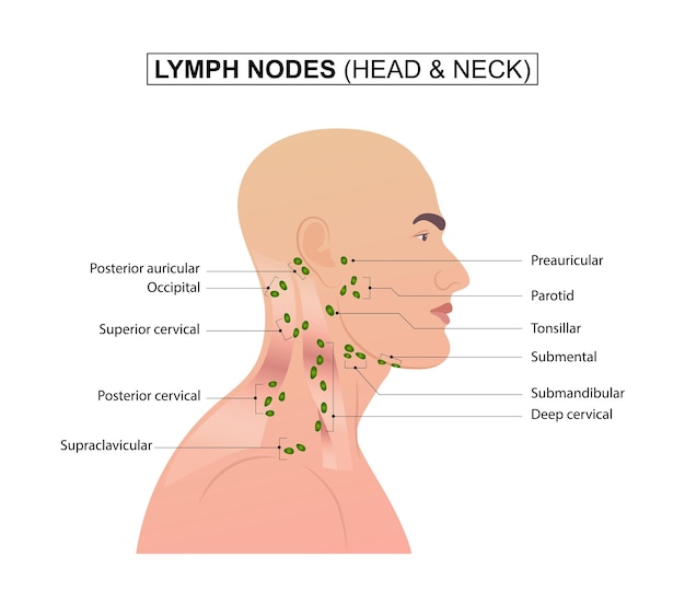 Ganglios linfáticos de la cabeza y el cuello.