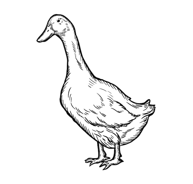 Ganso dibujado a mano aislado. Ilustración de vector de estilo grabado. Agricultura. Ganado.