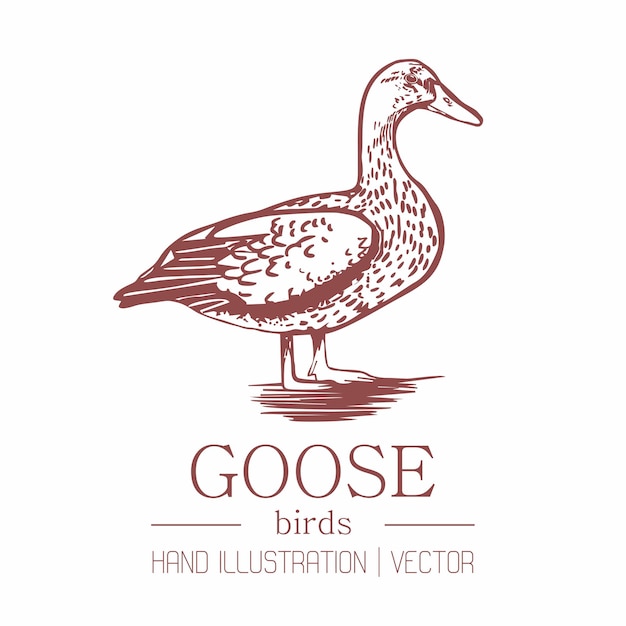 Vector ganso. estilo vintage. dibujo a mano.