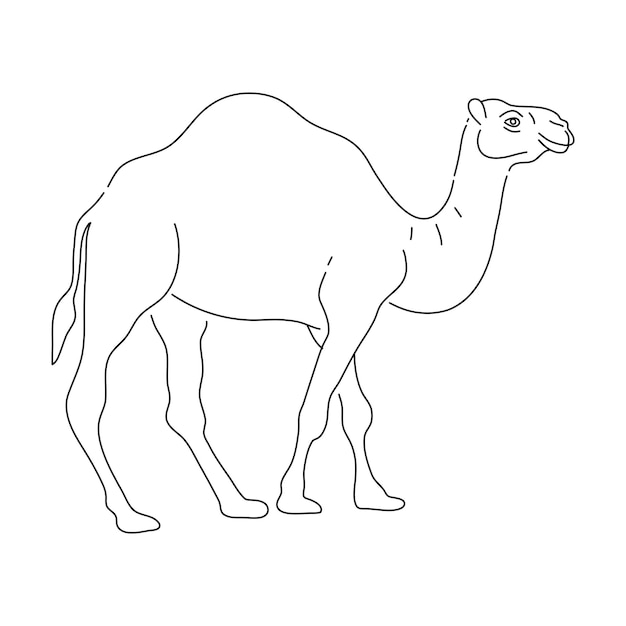 garabato, de, camello, mano, dibujado, vector, ilustración