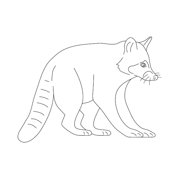 garabato, de, mapache, mano, dibujado, vector, ilustración