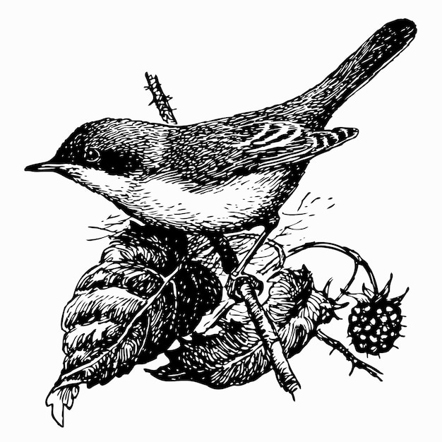 Garganta blanca menor de pájaro