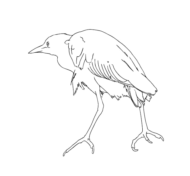 Garza egipcia animal con plumas garabato dibujos animados lineales para colorear