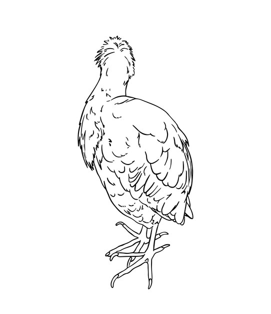 Garza egipcia pájaro exótico garabato línea dibujos animados libro para colorear