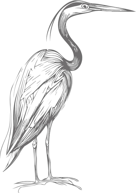 Vector una garza de pie en sus patas lateralmente en un dibujo de boceto vectorial