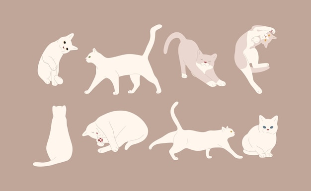 el gato blanco 9