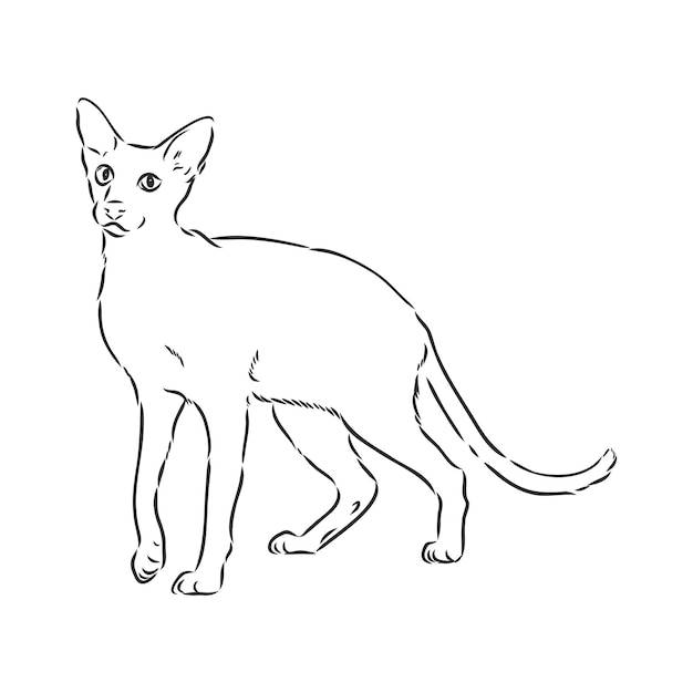 Gato oriental de pelo corto Impresión de estilo dibujado a mano Ilustración vectorial gato vector oriental