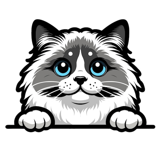 Gato Ragdoll blanco y negro mirando el vector Png