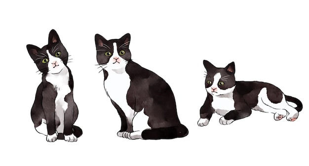 Vector gatos blancos y negros