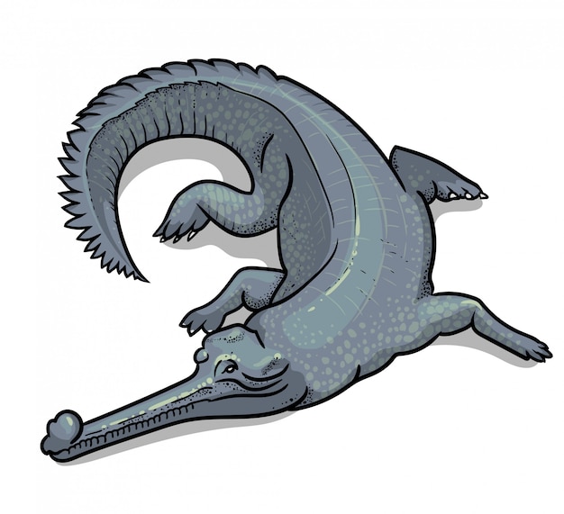 Vector gavial de cocodrilo indio aislado en estilo de dibujos animados. ilustración de zoología educativa, libro para colorear.