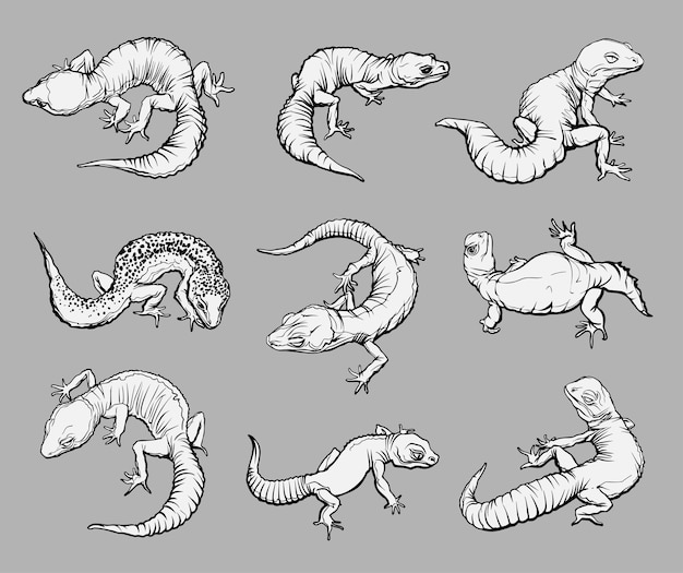 Con geblephars, reptiles lagartos. Colección con diferentes morfos raros de geblephars.
