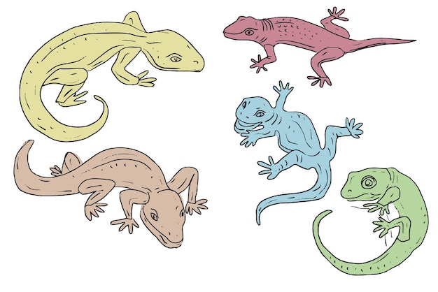 Vector gecko lagartos vida silvestre animales reptiles habitantes del desierto conjunto aislado sobre elementos de fondo blanco