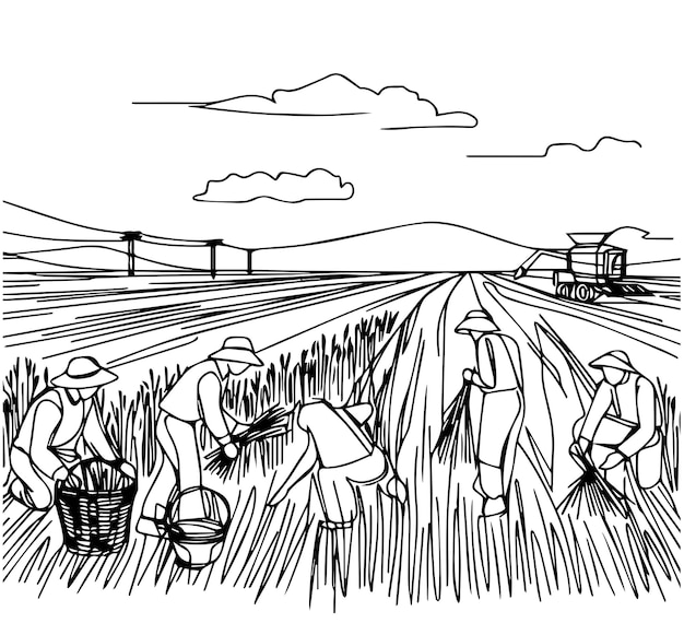 Gente cosechando en el paisaje de la plantación en estilo gráfico ilustración vectorial dibujada a mano