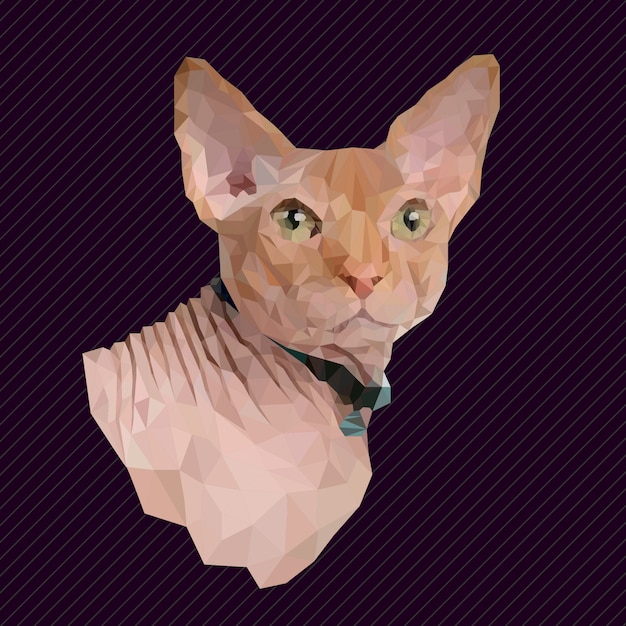 Geometría poligonal del gato.