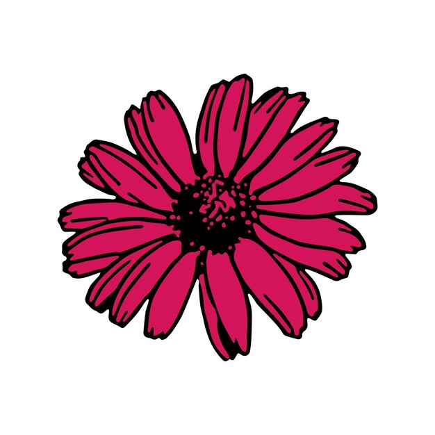 Gerbera margarita flor rosada flor aislada flor rosada aislada