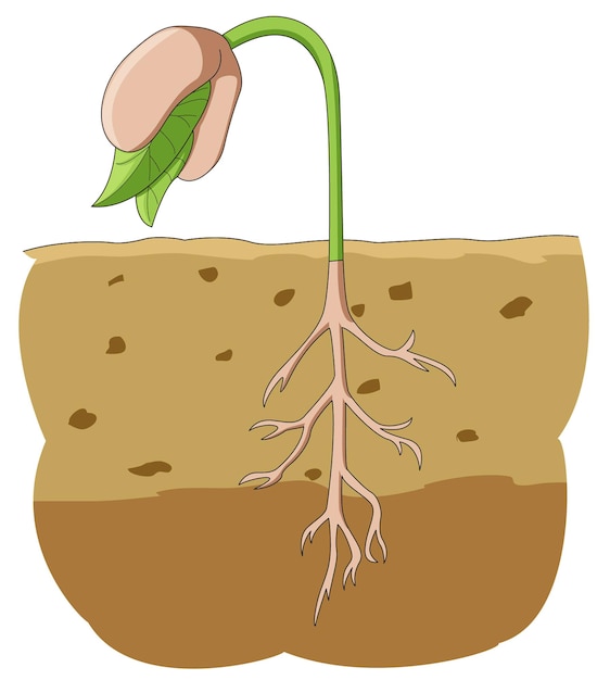 Germinación de la flor en una semilla de planta