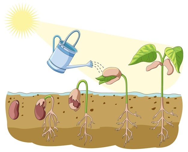 Vector germinación de semillas de plantas con la ayuda de la luz solar y el agua.