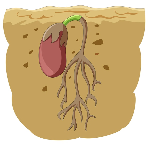 Vector germinación de semillas bajo tierra.