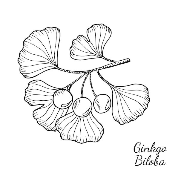 Vector ginkgo biloba 2