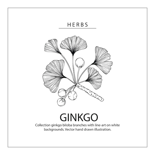 Ginkgo biloba dibujos de hojas.