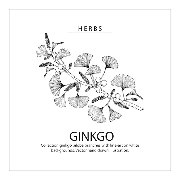 Ginkgo biloba Hoja y dibujos florales