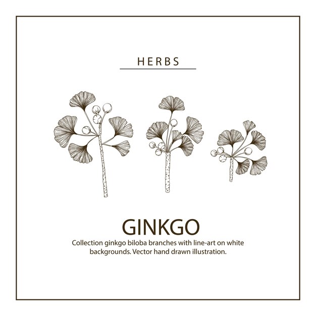 Ginkgo biloba Hoja y dibujos florales