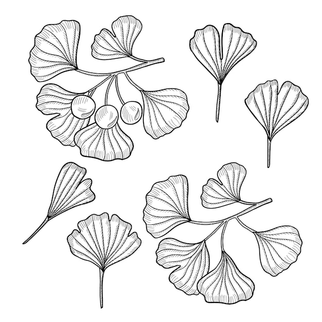 Ginkgo biloba mon 4 set