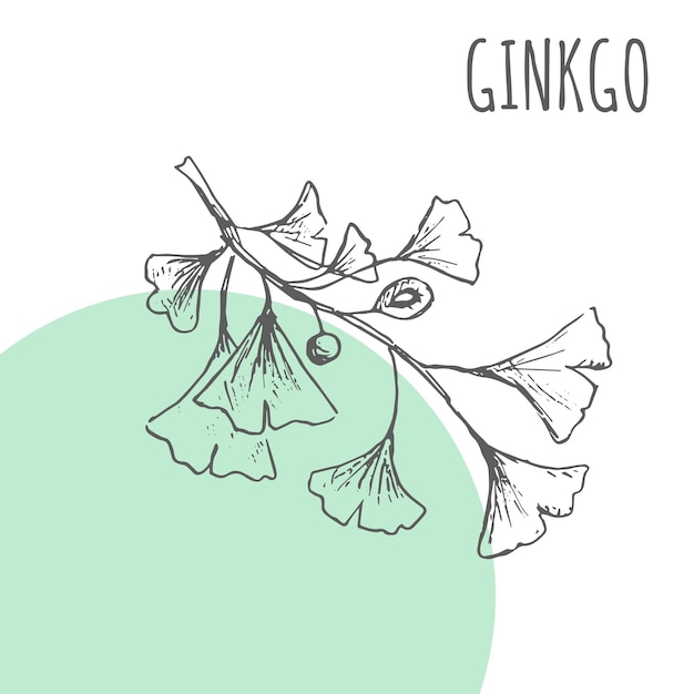 Ginko vector dibujo planta botánica