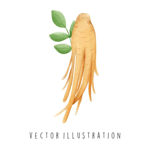 Vector el ginseng.