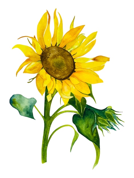 Girasol acuarela. Ilustración botánica dibujada a mano