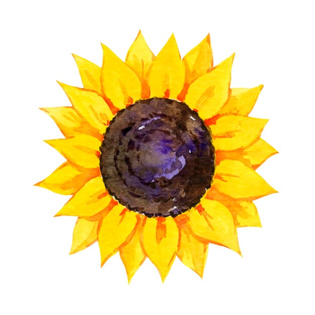 Girasol acuarela Ilustración vectorial dibujada a mano de flor de verano aislada sobre fondo blanco
