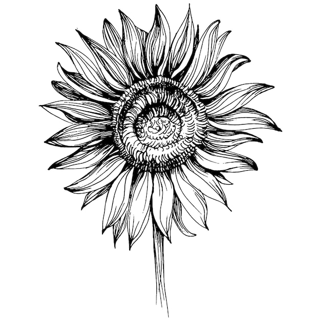 Girasol aislado en blanco