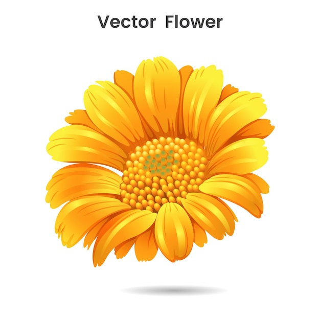 girasol aislado en diseño vectorial de fondo blanco