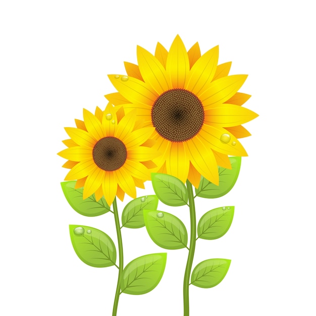Girasol aislado sobre fondo blanco.