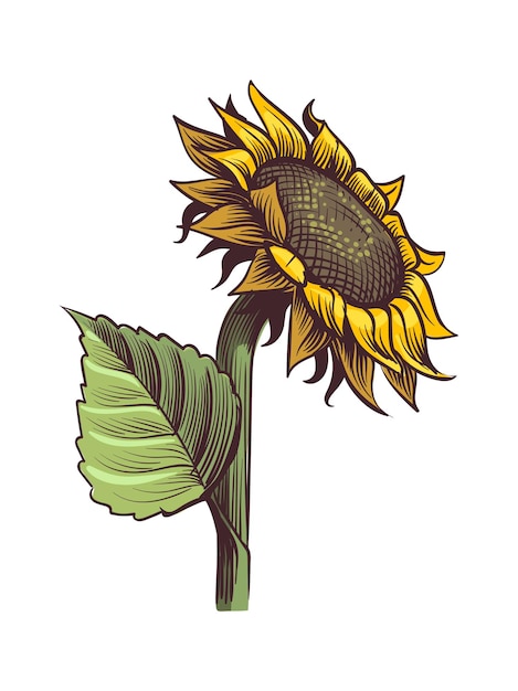 Girasol amarillo. vista en forma de sol de flores silvestres desde arriba, flor soleada con semillas y pétalos negros, dibujado a mano floral botánico de cerca boceto estilo ilustración coloreada vector único objeto aislado