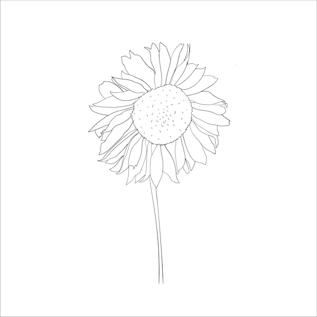 Girasol bosquejado ilustración vectorial