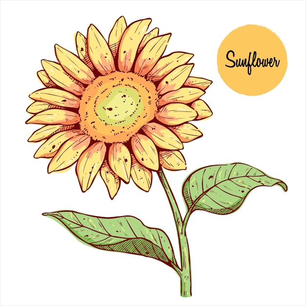 girasol colorido con estilo de dibujo a mano. Ilustración de estilo floral vintage dibujado a mano