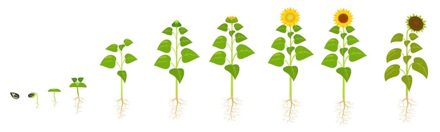 Girasol crecimiento ciclo de vida germinación de semillas la secuencia de etapas de desarrollo de flores en agricul